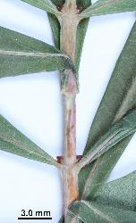 Hypericum canariense stems that are compressed or flattened and 2-lined.
 © Landcare Research 2010 